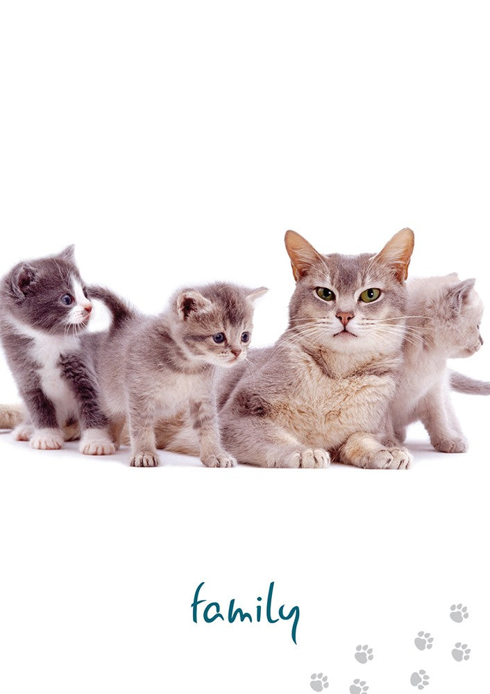 Cat Wisdom cards