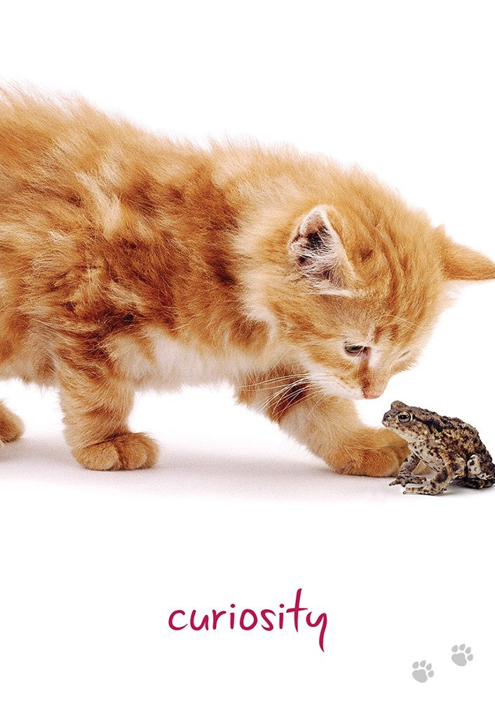 Cat Wisdom cards