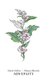 Hedgewitch Botanical Oracle