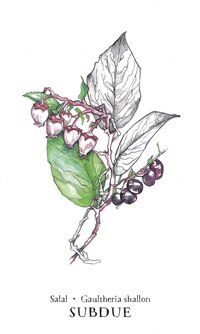 Hedgewitch Botanical Oracle